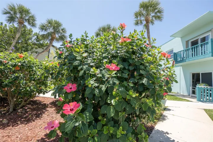 Hibiscus in bloom in the community courtyard — Ocean Park South, Cape Canaveral