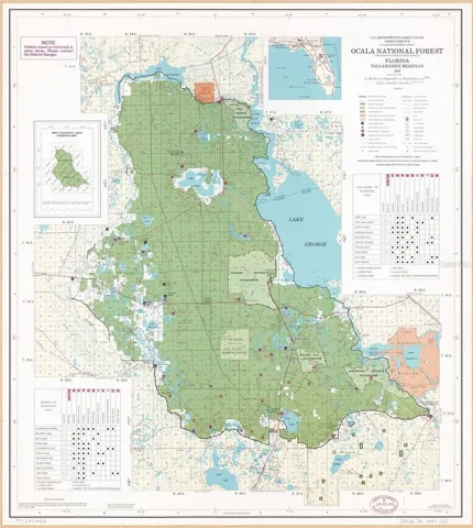 OCALA NATIONAL FOREST!