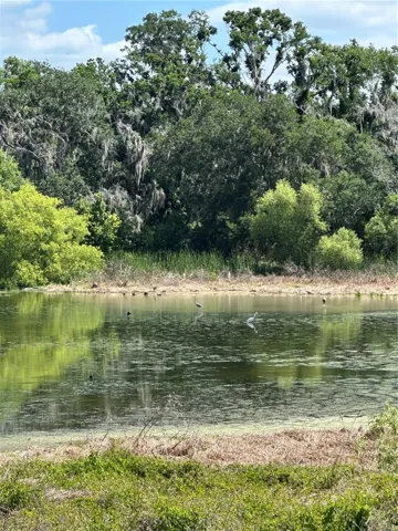 Pond view