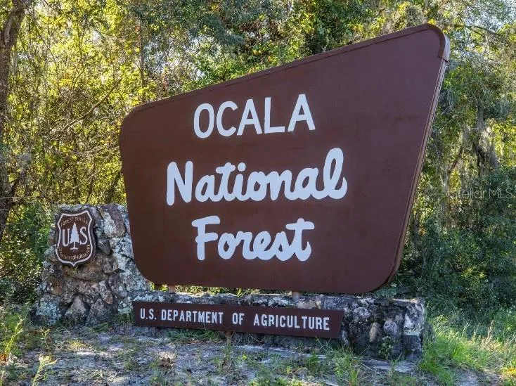 Beautiful Nature - Ocala National Forest