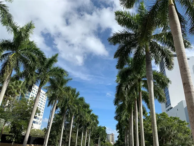 Avenue of Palms