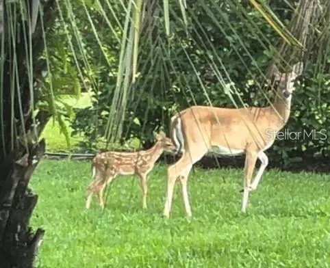 Baby fawns in Spring.