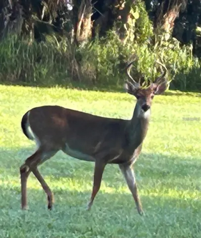 Mr. Antler.