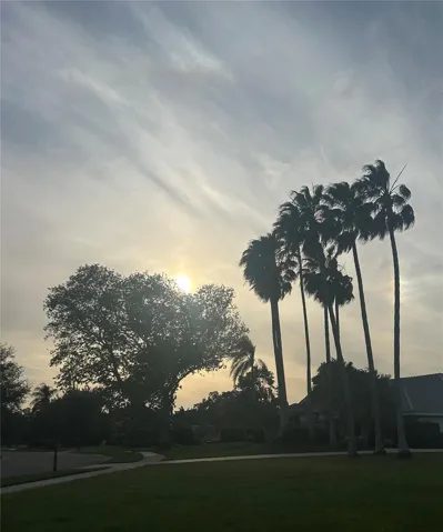 Stunning palms.