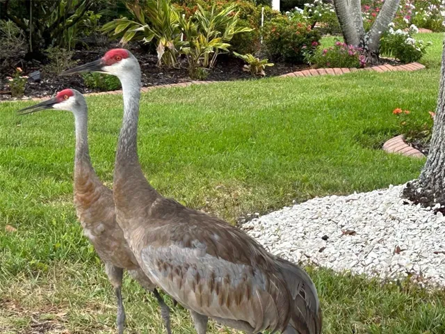 Loud, but beautiful cranes!