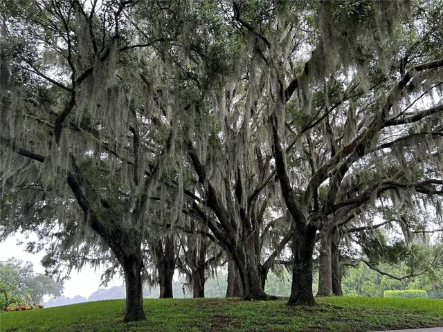 mature Southern Live Oaks draped in Spanish moss, creating a classic Old Florida canopy.