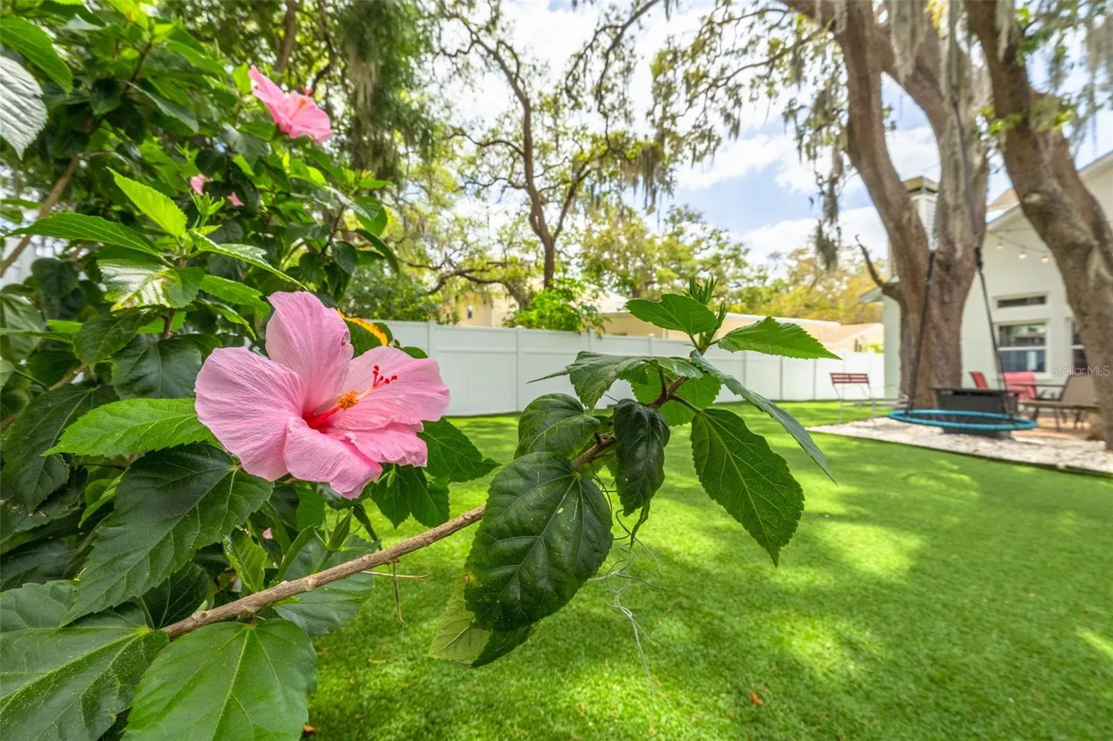 Back yard