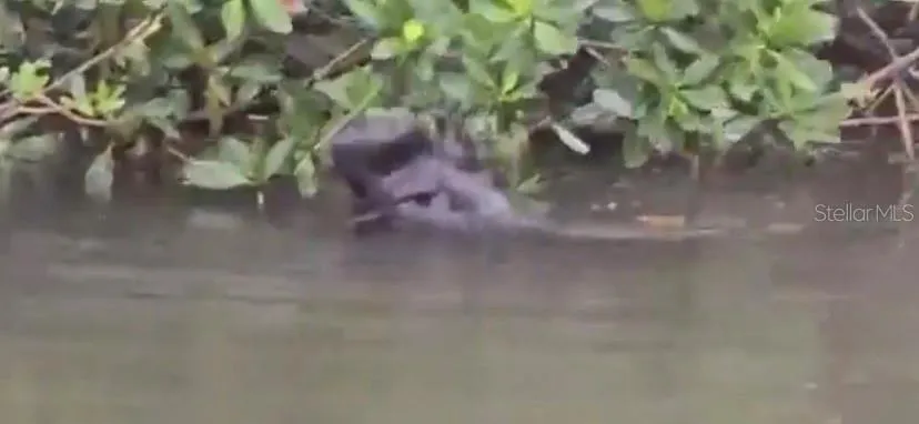 Manatees in the canal
