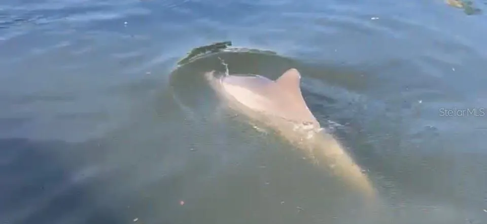 Dolphin in the lagoon
