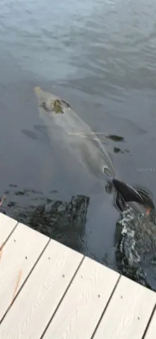 Dolphin in the lagoon