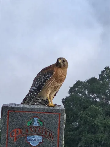 Wildlife