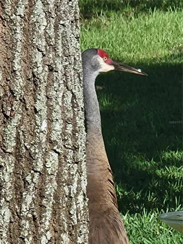 Wildlife