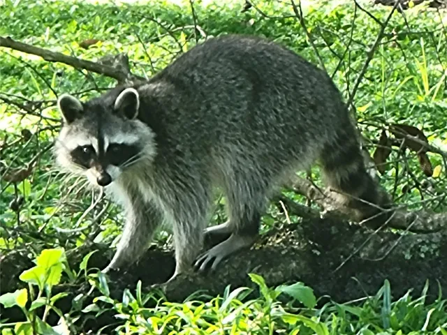 Wildlife