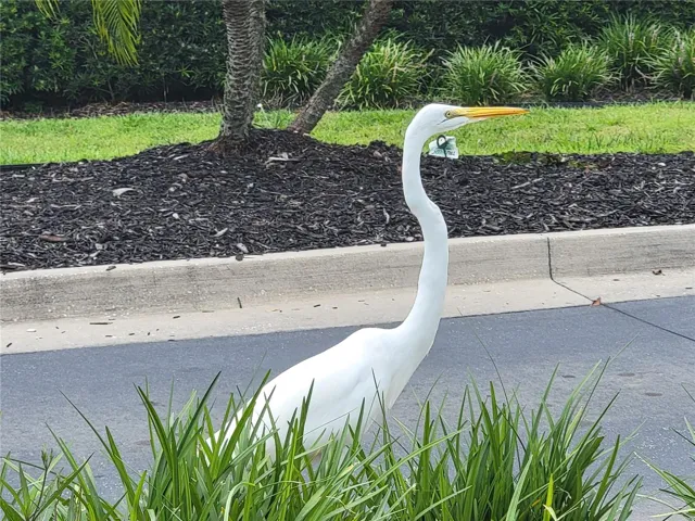 Wildlife