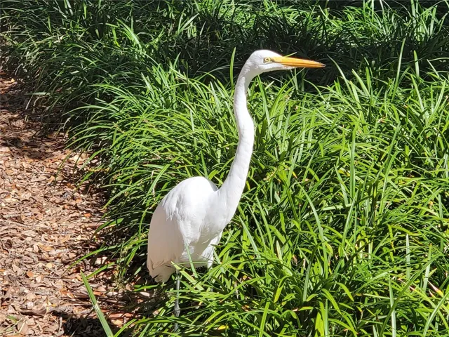 Wildlife