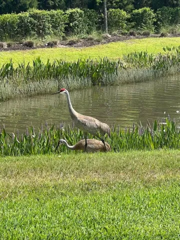 Florida Nature