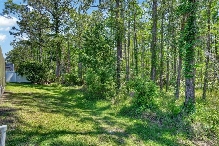 Back yard woods behind home