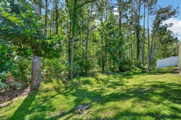 Back yard woods behind woods