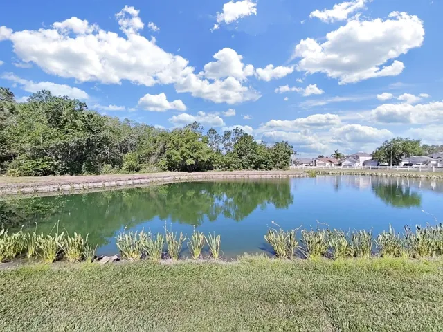 Your Back Pond