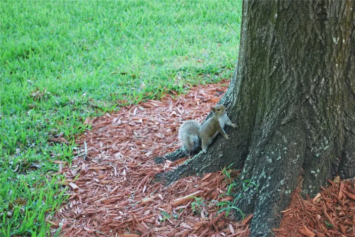 Community resident