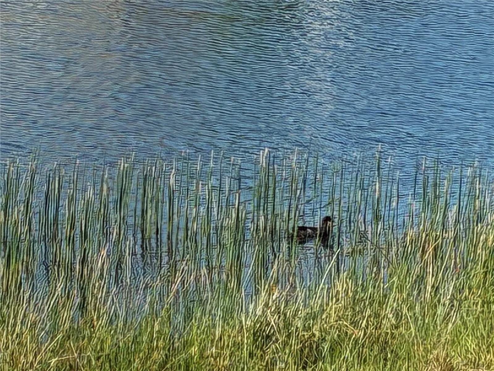 Explore the wildlife.