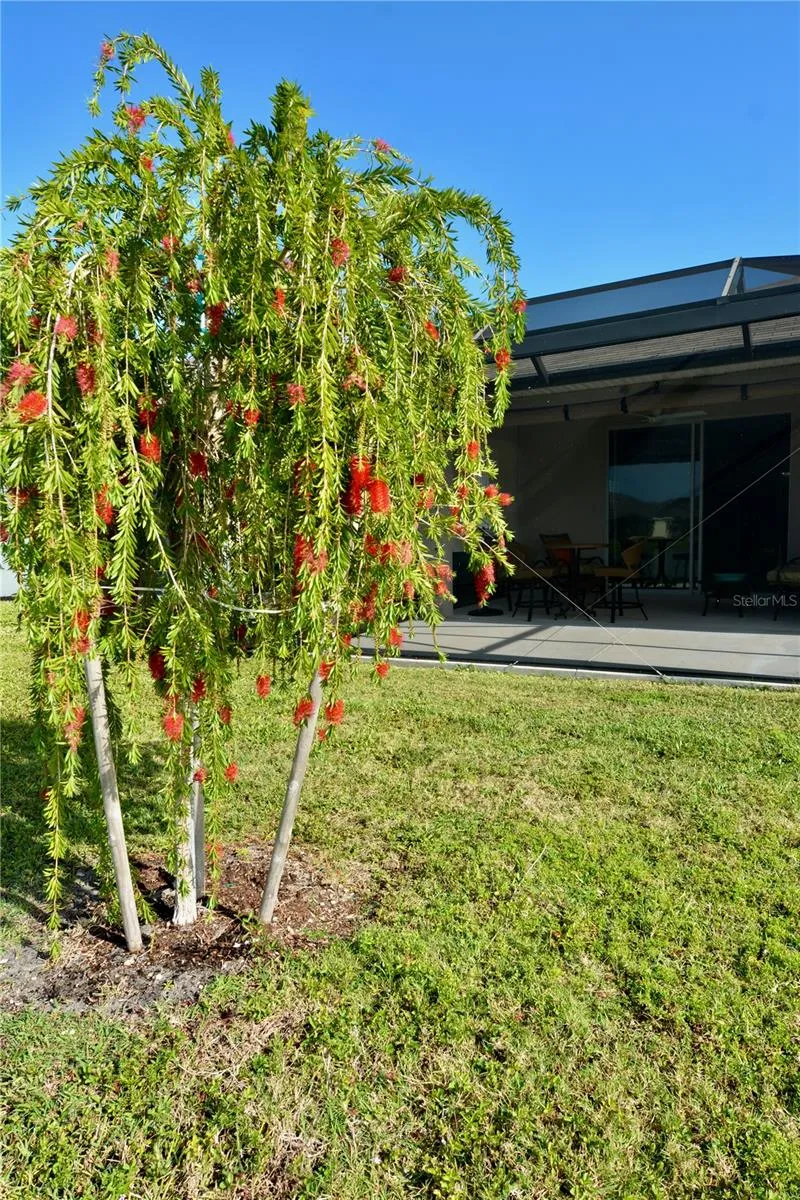 Bottle Brush Tree in your backyard