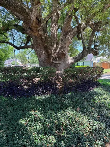 Climbing tree