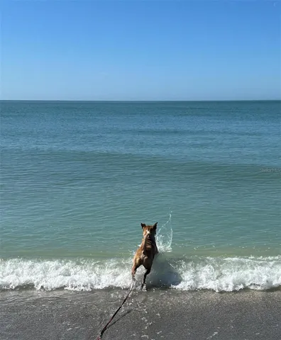 Venice Dog Beach