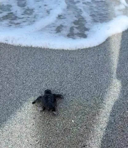 Baby turtle Season on Casperson Beach