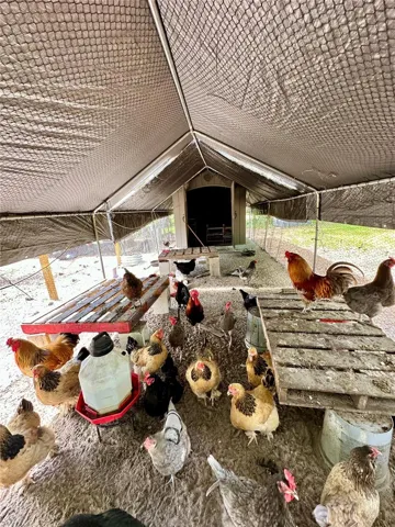 Chicken Run w Coop