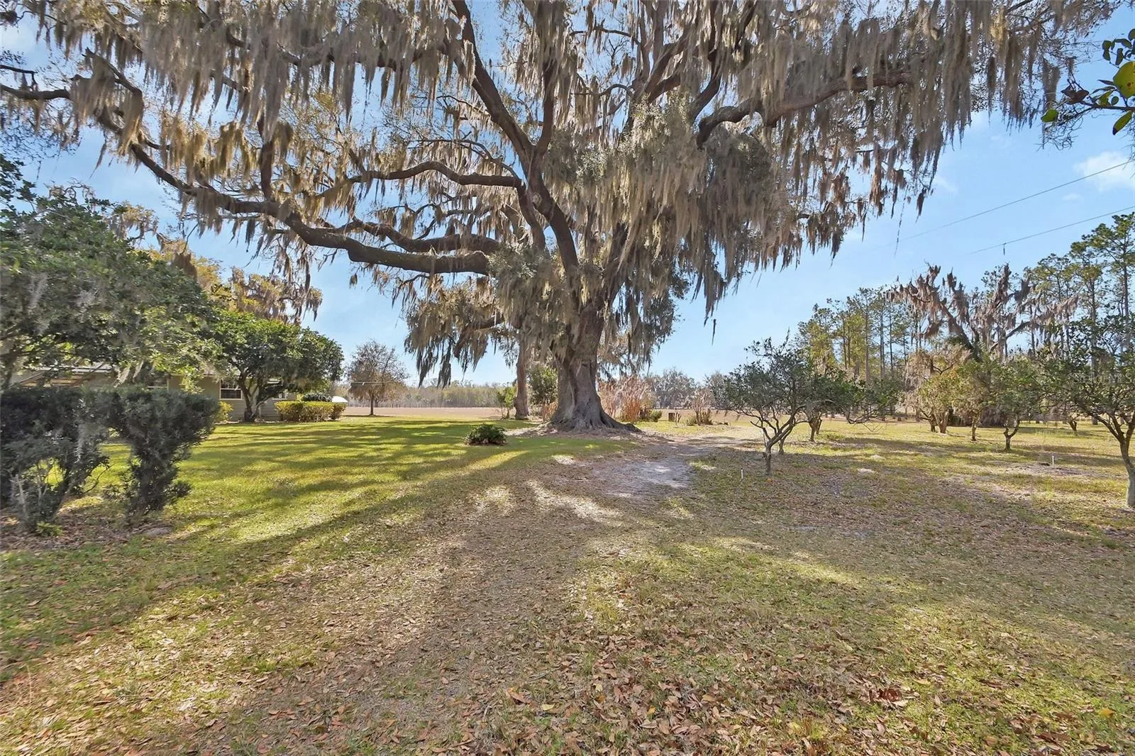 Amazing Live Oak