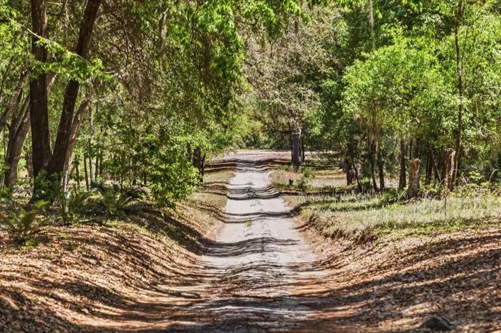 This tree-lined driveway provides privacy from the road...