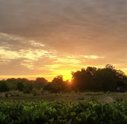 Early morning sunrise from your back porch looking East. Watch Space shuttle takeoffs too!