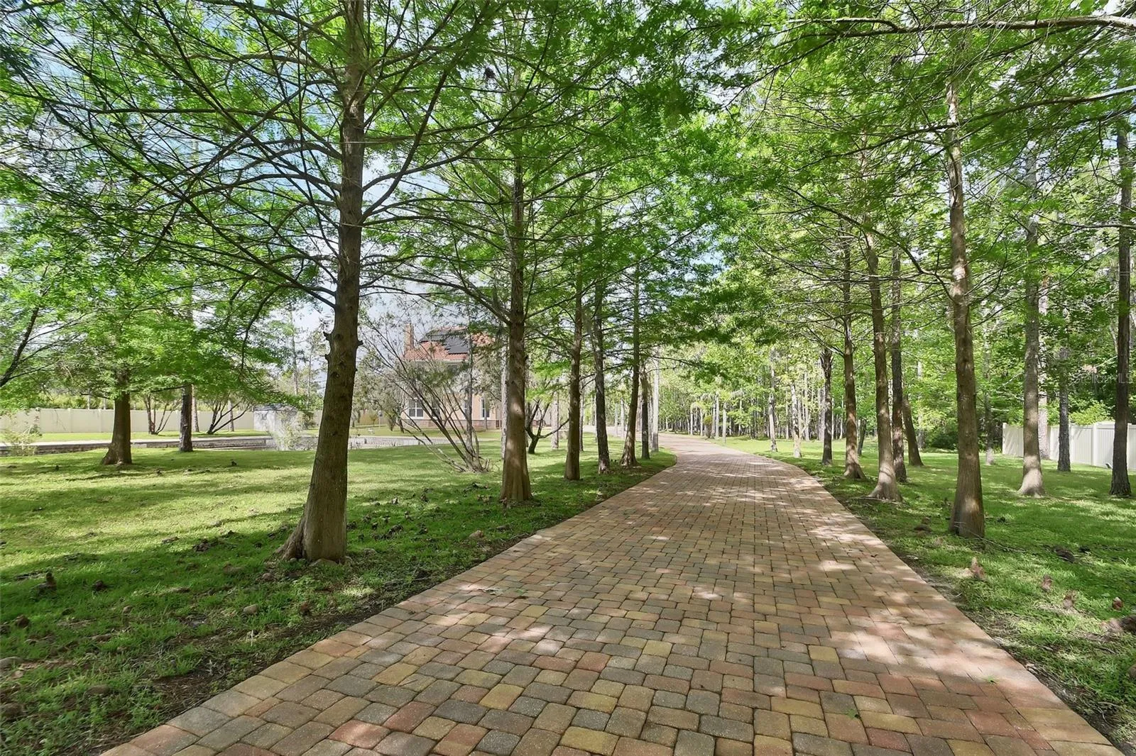Cypress trees line the drive