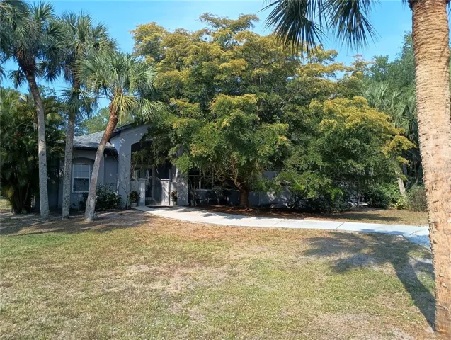 Front of house, black olive tree