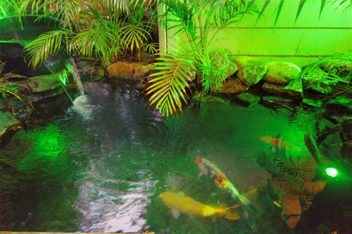 Back Patio Koi Pond