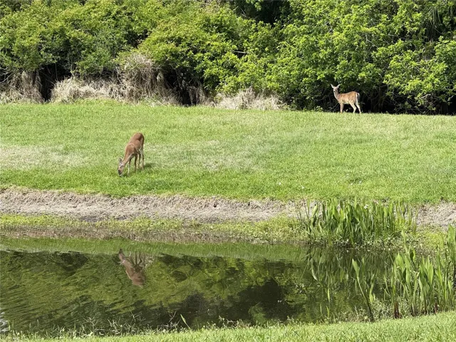 Resident Tidelands Deer Come Every Evening For "Drinks and Snacks".