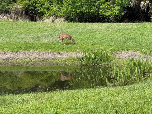 Deer Come To Snack And Enjoy The Water