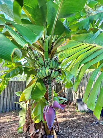 Banana Tree