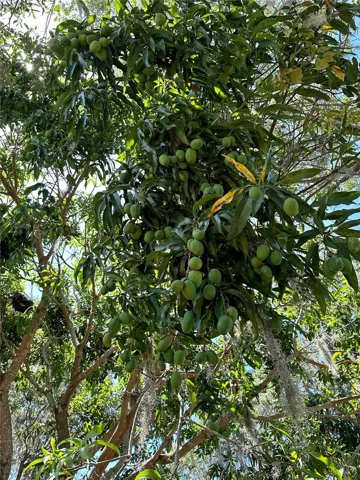 Mango Tree