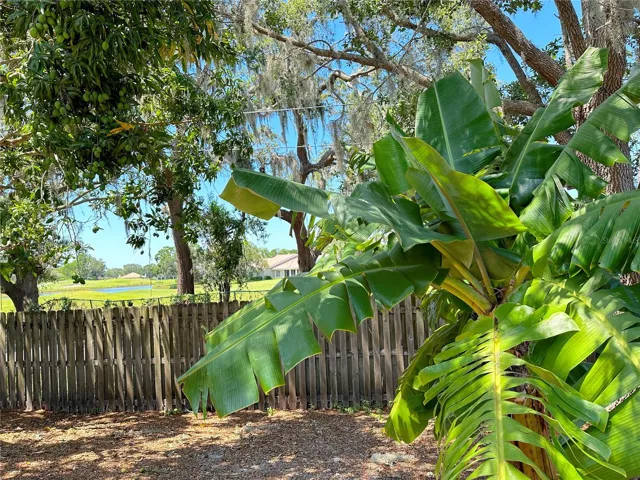 Banana Tree