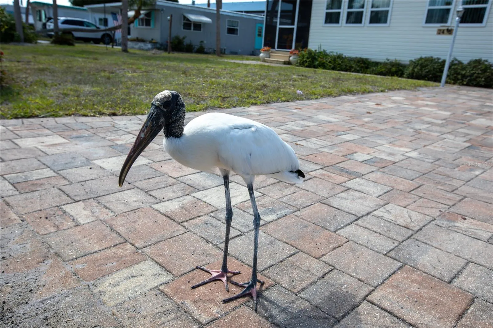 Local  guard dog :)