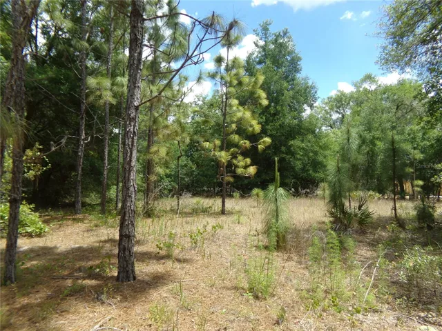 Norman Street Cleared area on the property