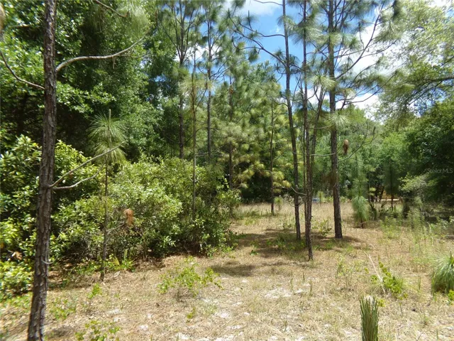 Norman Street - Cleared area on the property