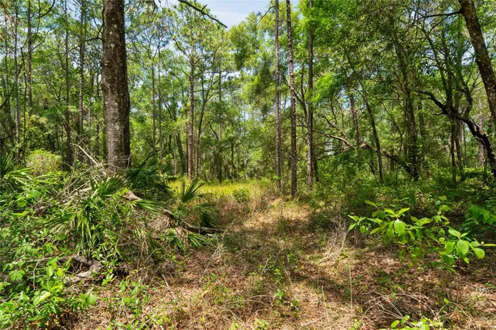 North side of Property line.