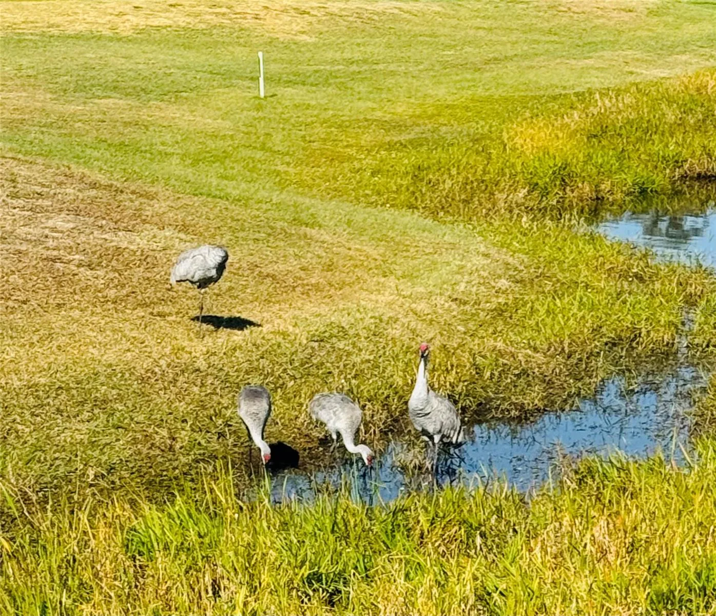 Lots of wildlife