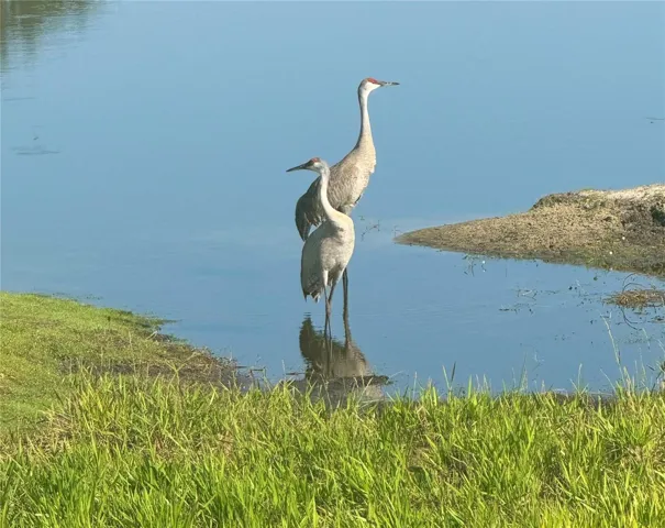 Sandhill Cranes on the golf course