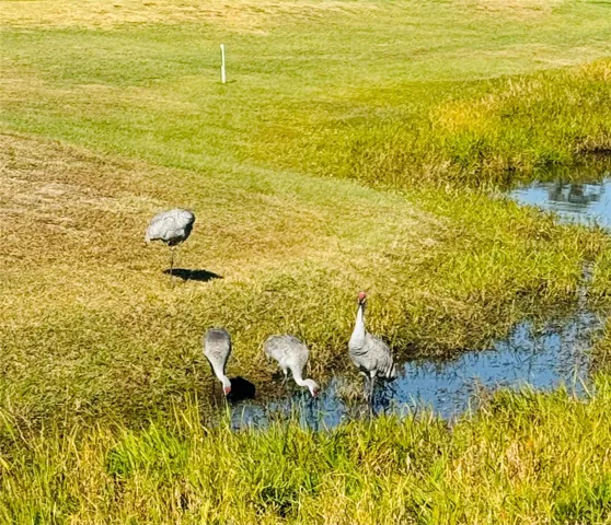 Lots of wildlife