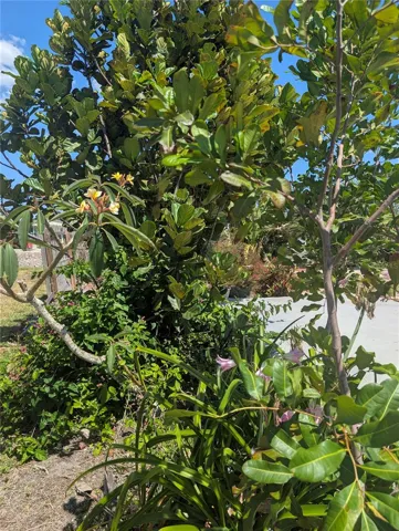Mature landscaping
