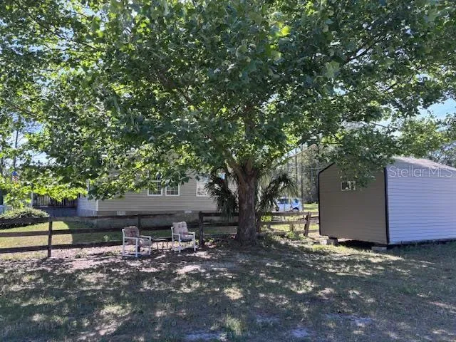 shady side yard under the Sycamore tree